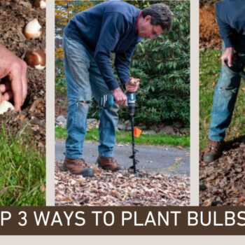 planting tulip bulbs