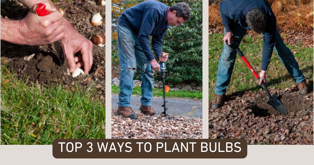 Top 3 Methods for Planting Your Fall Bulbs