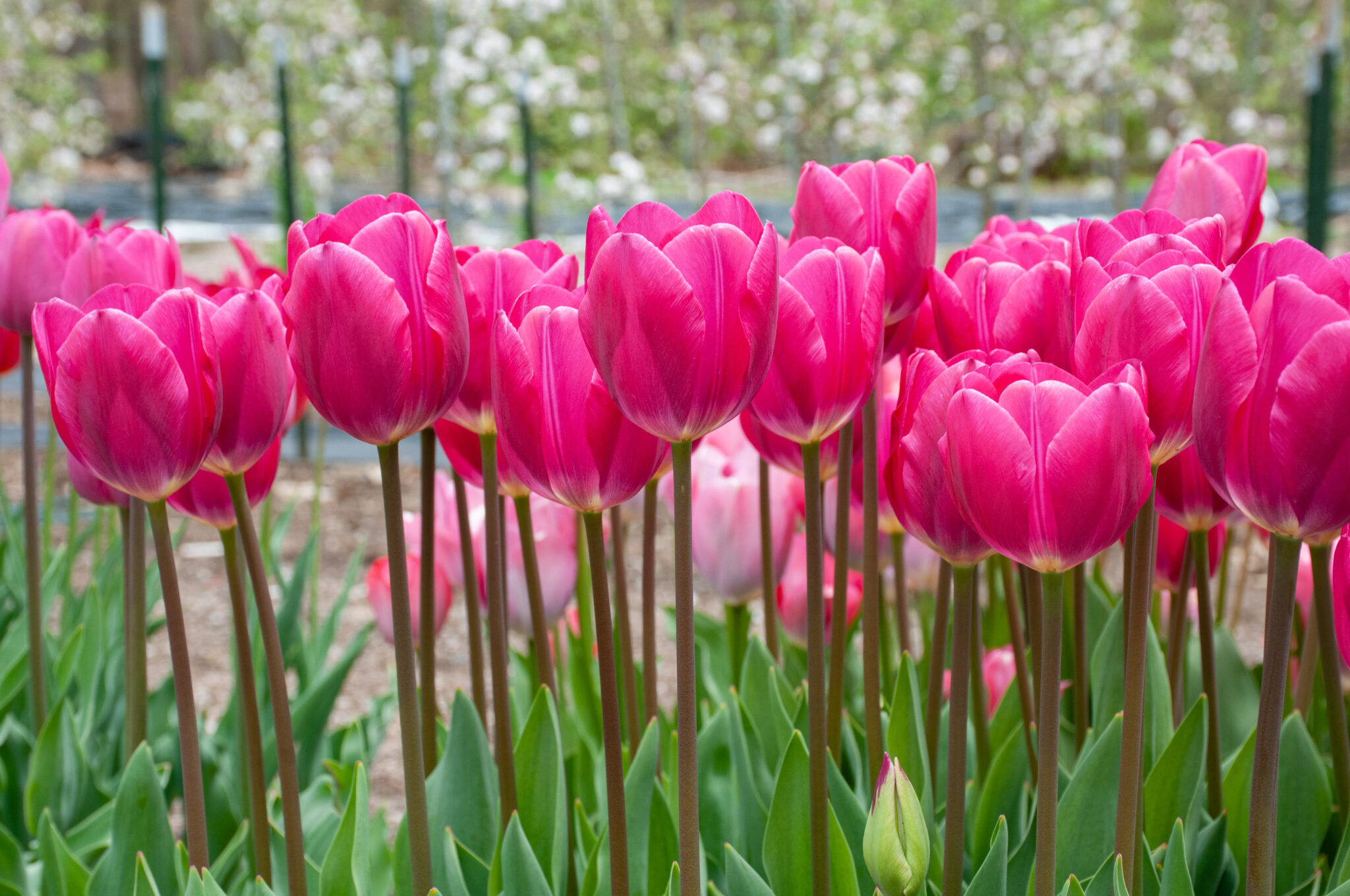 Pink Ardour Tulips, Always Wholesale Pricing