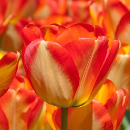 Darwin Hybrid Tulip Bulbs | Colorblends® Wholesale Flowerbulbs