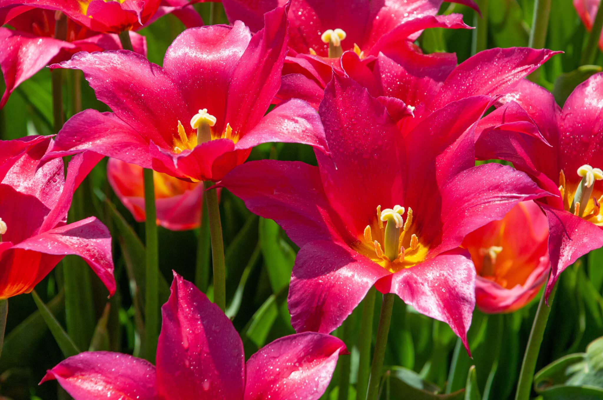 Queen Rania Tulips | Always Wholesale Pricing | Colorblends®