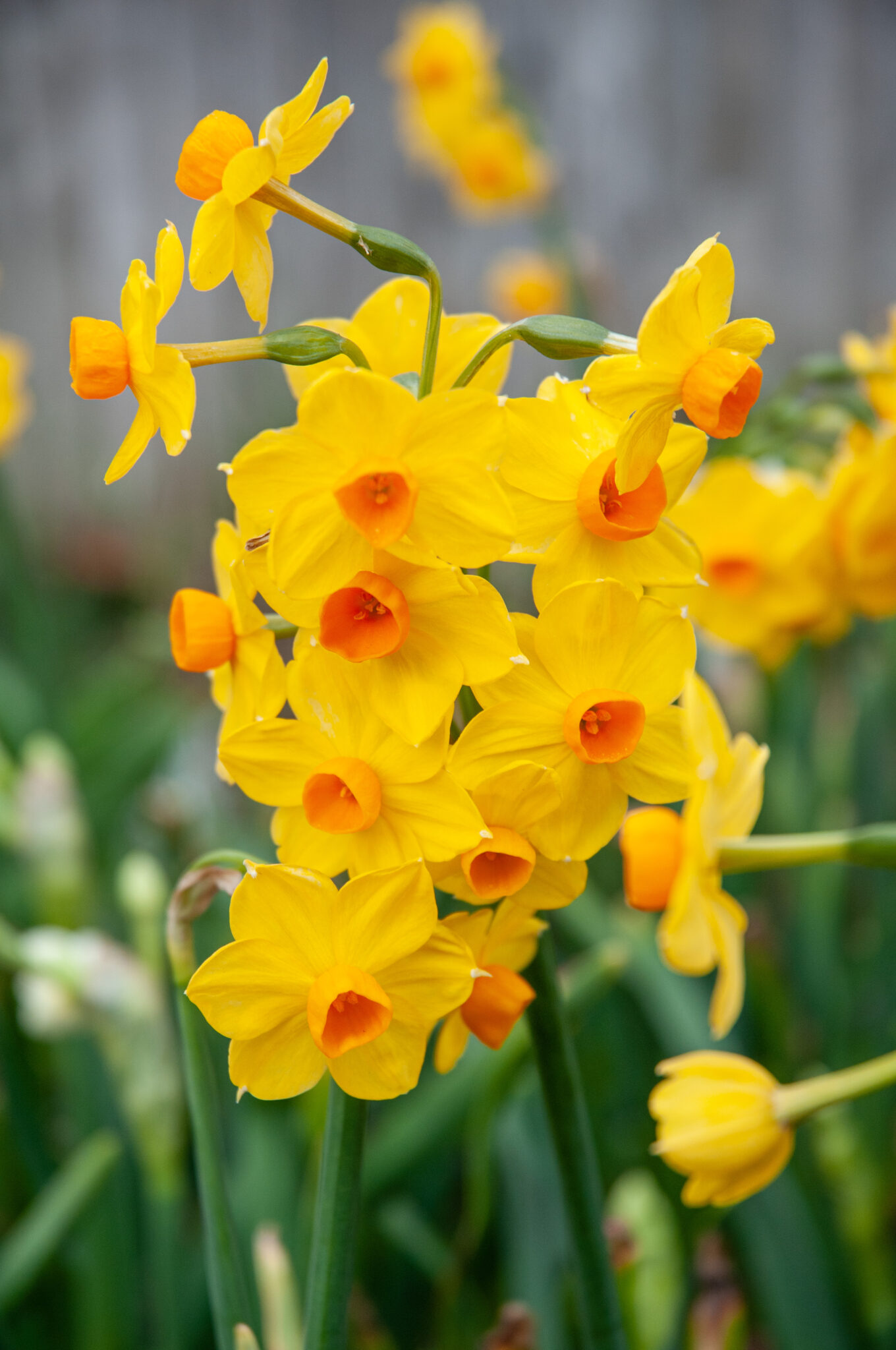 Daffodil Grand Soleil d'Or Bulbs, Wholesale Pricing