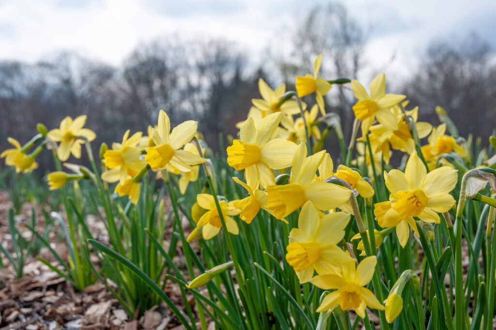 Daffodil Yellow Sailboat planted in a small grouping in mulch