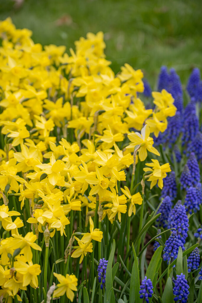 Daffodil Yellow Sailboat planted with Grape Hyacinths on the right