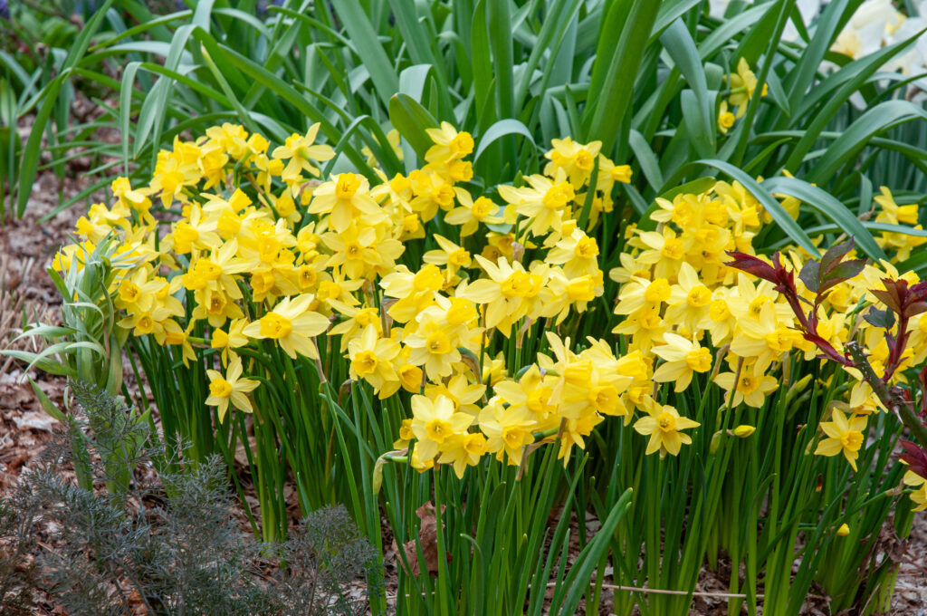 Daffodil Yellow Sailboat planted in a group in a garden setting