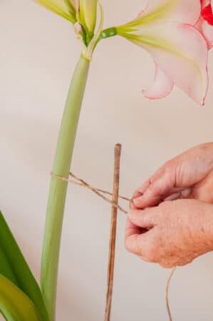 care for amaryllis plant - staking