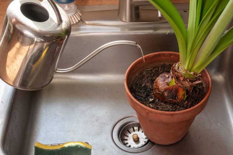 care for amaryllis plant - water