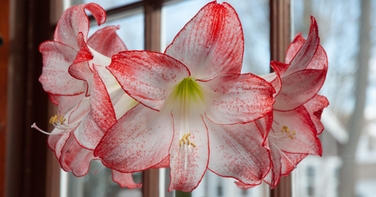 tips for growing amaryllis