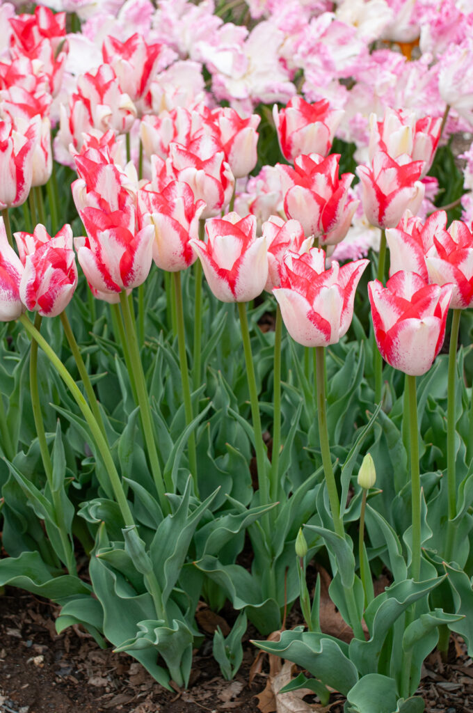 Beauty Trend tulips planted in a group in front of lighter pink tulips