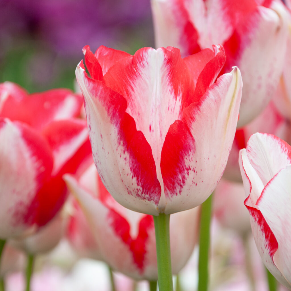 Beauty Trend tulips in close-up square crop