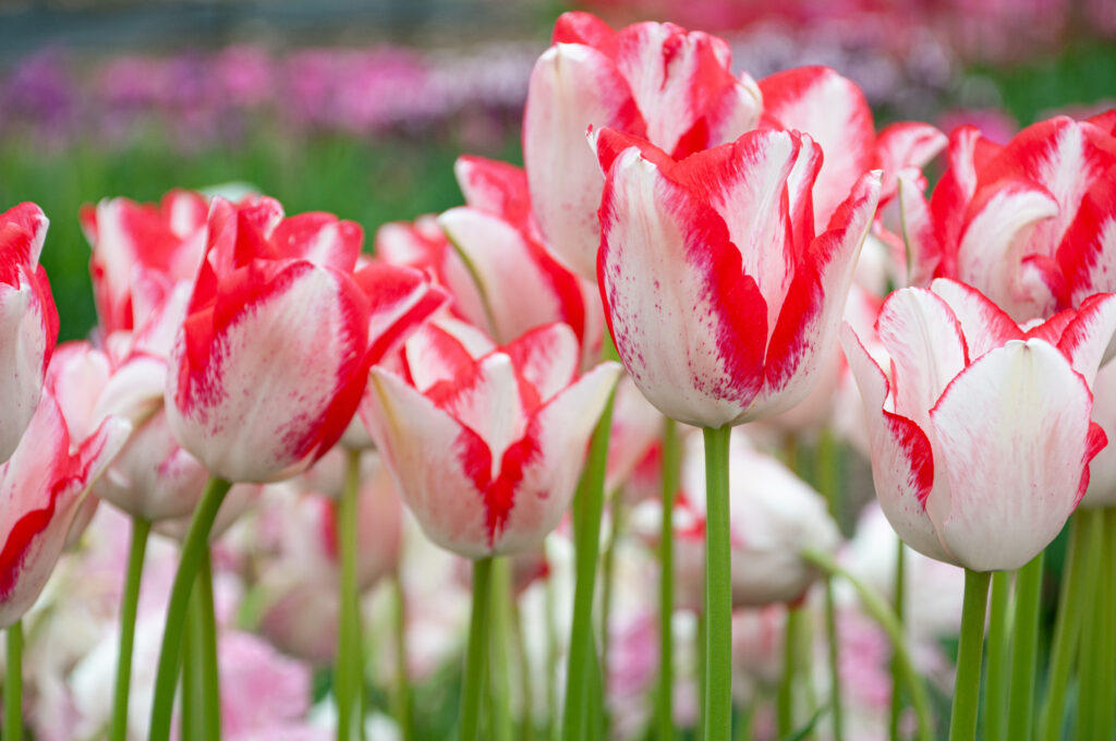 Beauty Trend tulips planted in a group