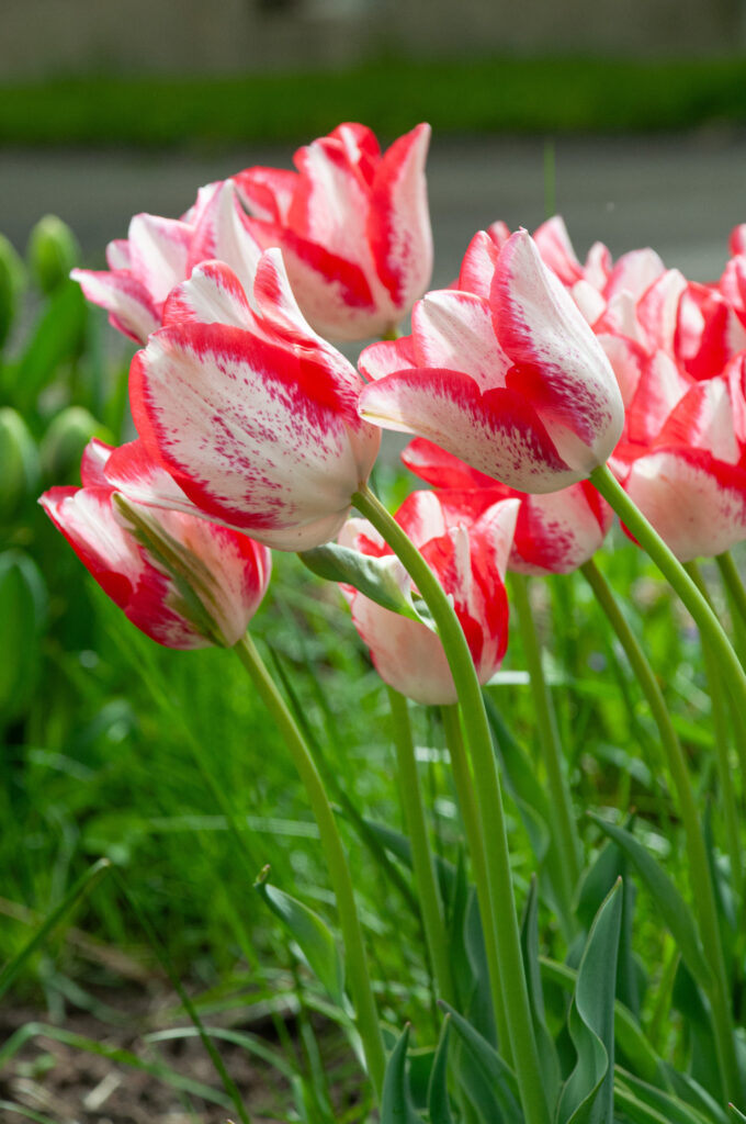 Beauty Trend tulips leaning to the left in the wind