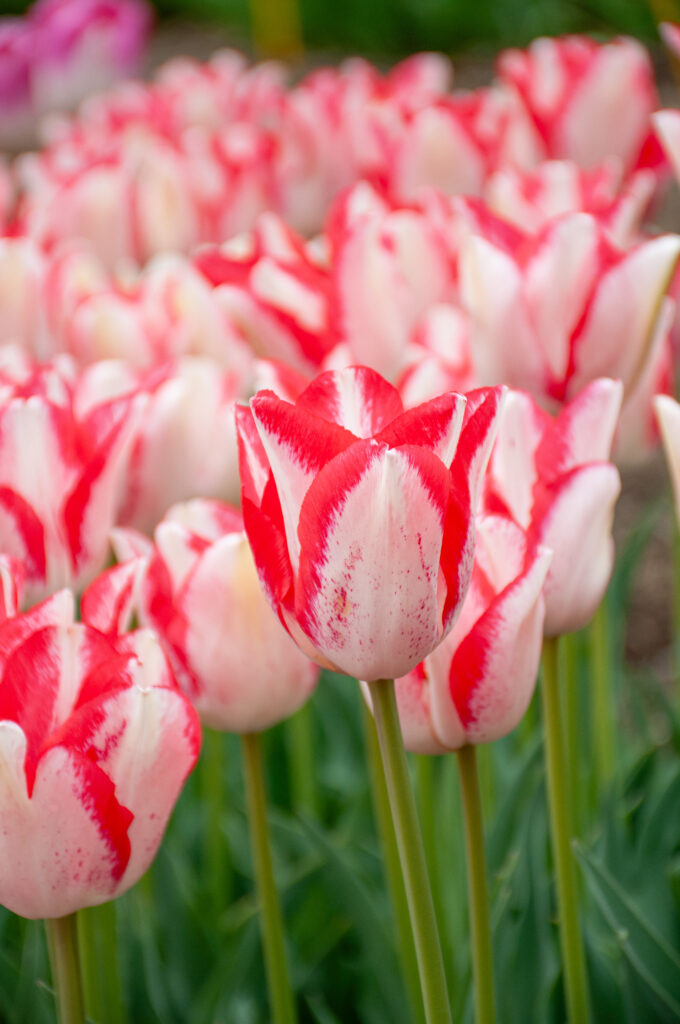 Beauty Trend tulips planted in a group that extends into the background