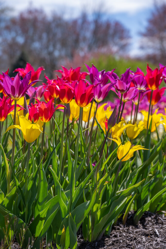 Freestyle Tulip Blend in bright sunlight