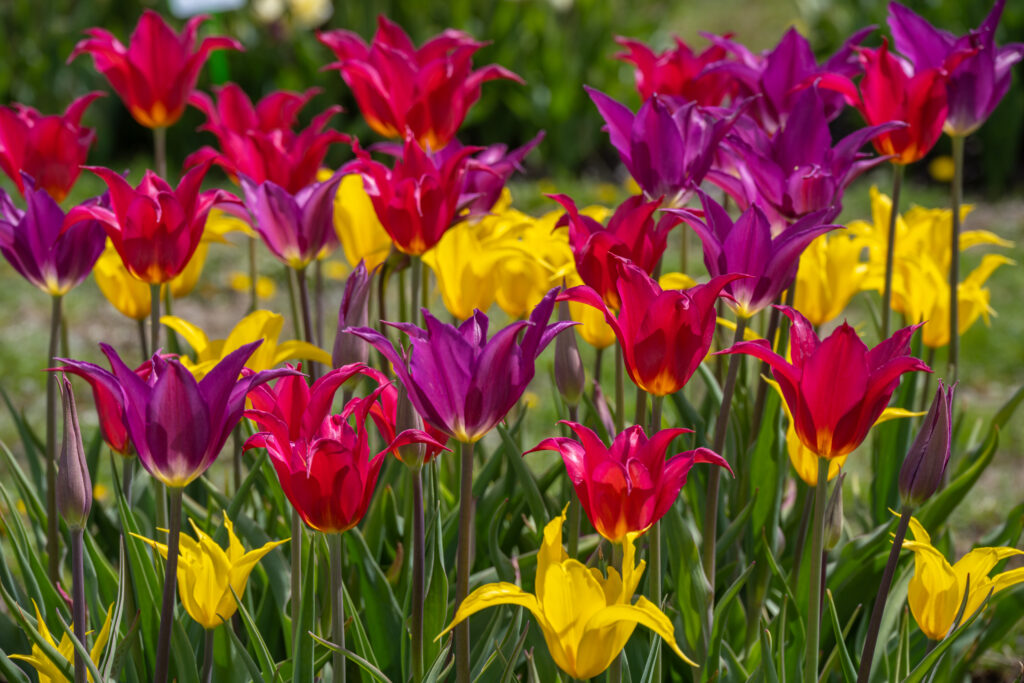 Freestyle Tulip Blend in bright sunlight