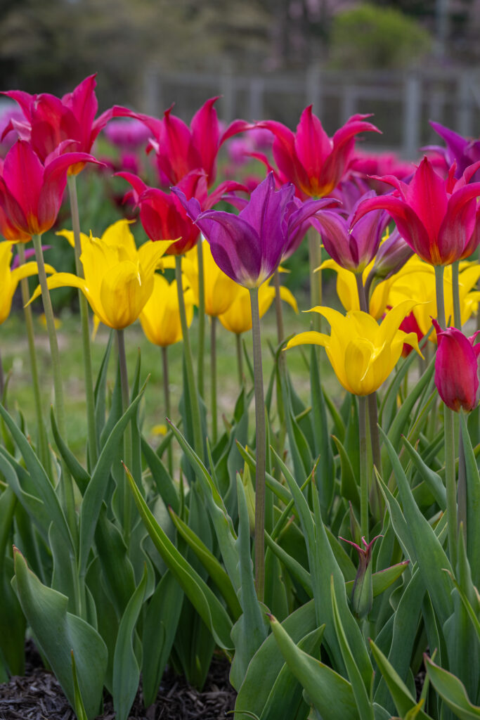 Freestyle Tulip Blend in soft light