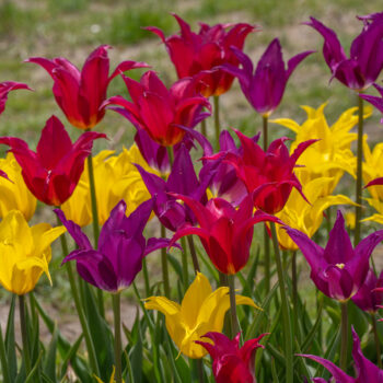 Freestyle Tulip Blend in a square crop