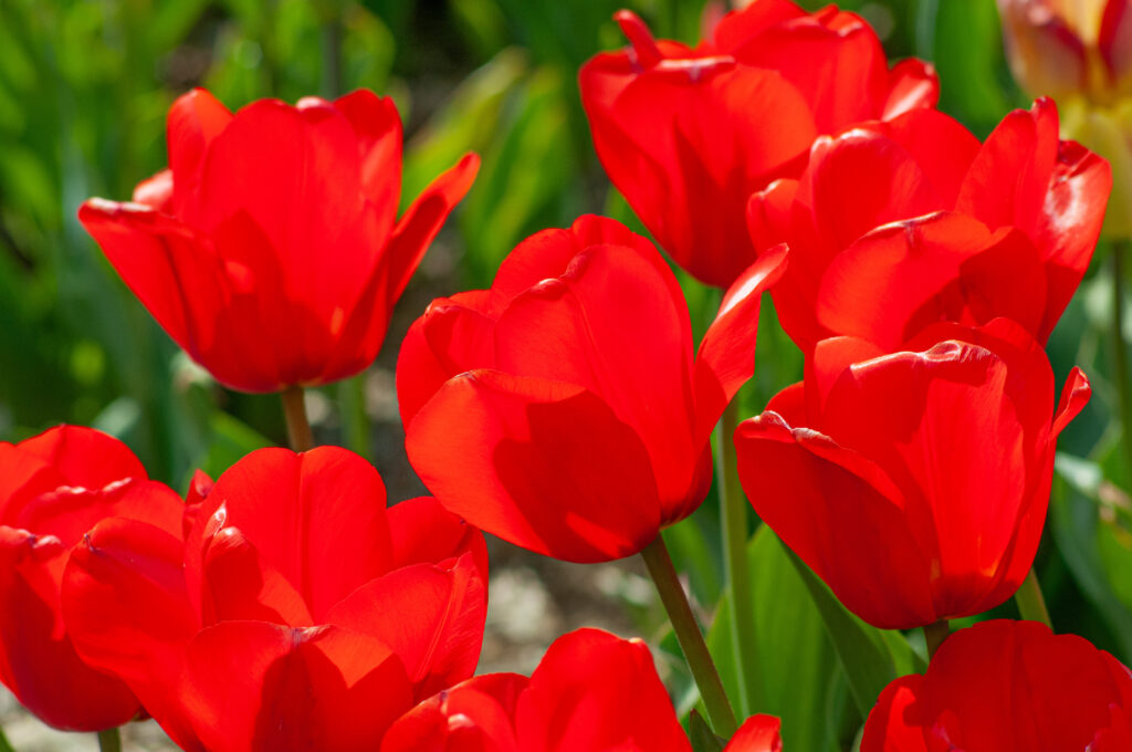 Lalibela tulips in bright sunlight