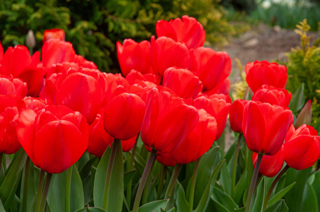 Lalibela tulips planted closely together