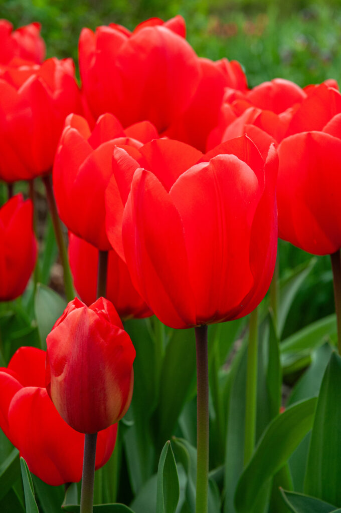 Lalibela tulips in bright sunlight