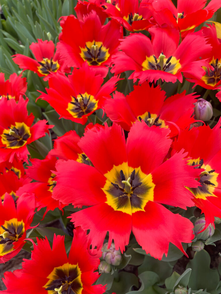 Robbedoes tulips splayed open in the sunlight