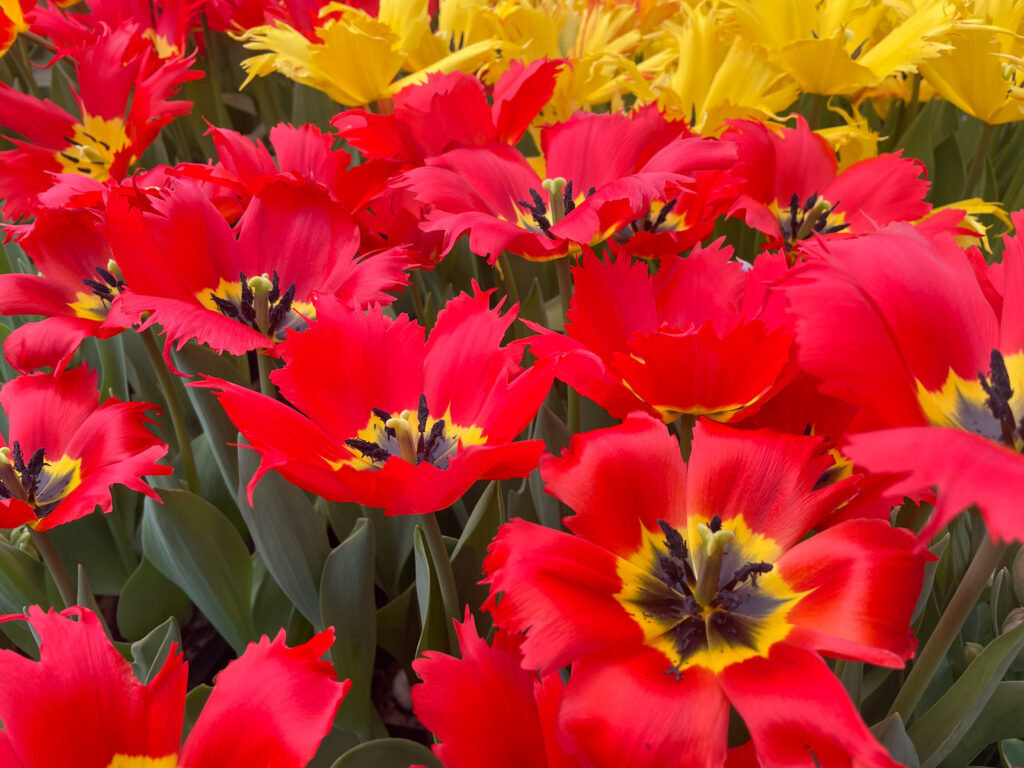 Robbedoes tulips with petals splayed open in the sun