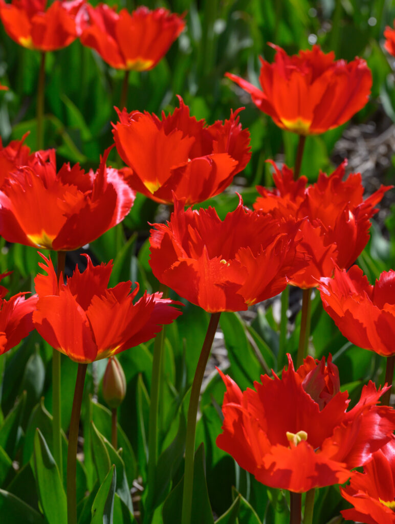 Robbedoes tulips in bright sunlight