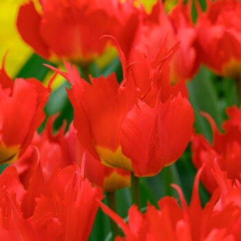 Robbedoes tulips in a close-up square crop