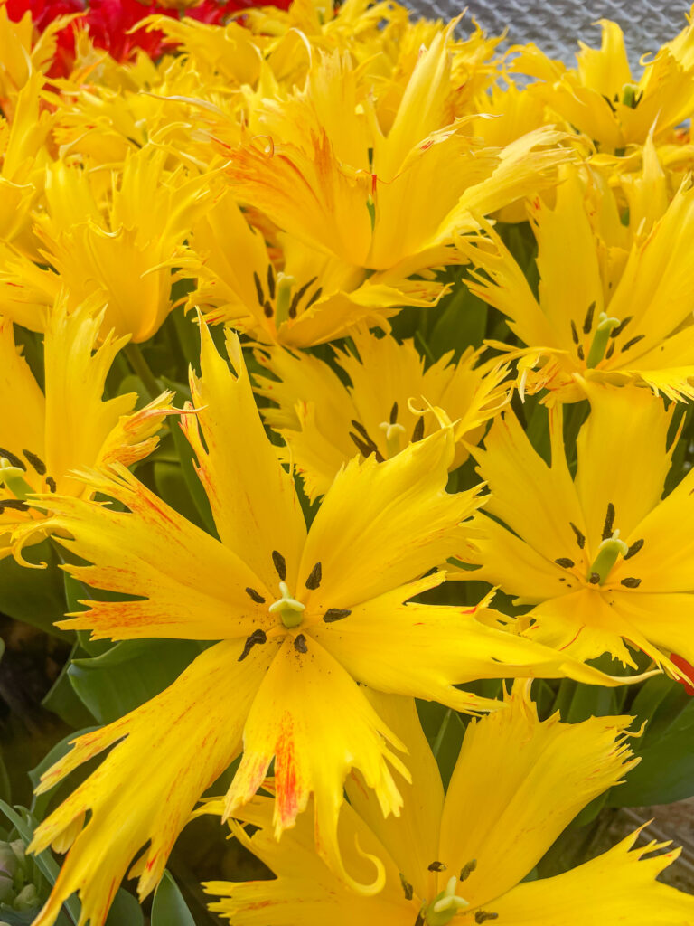 Sunny Leo tulips planted closely together and splayed open