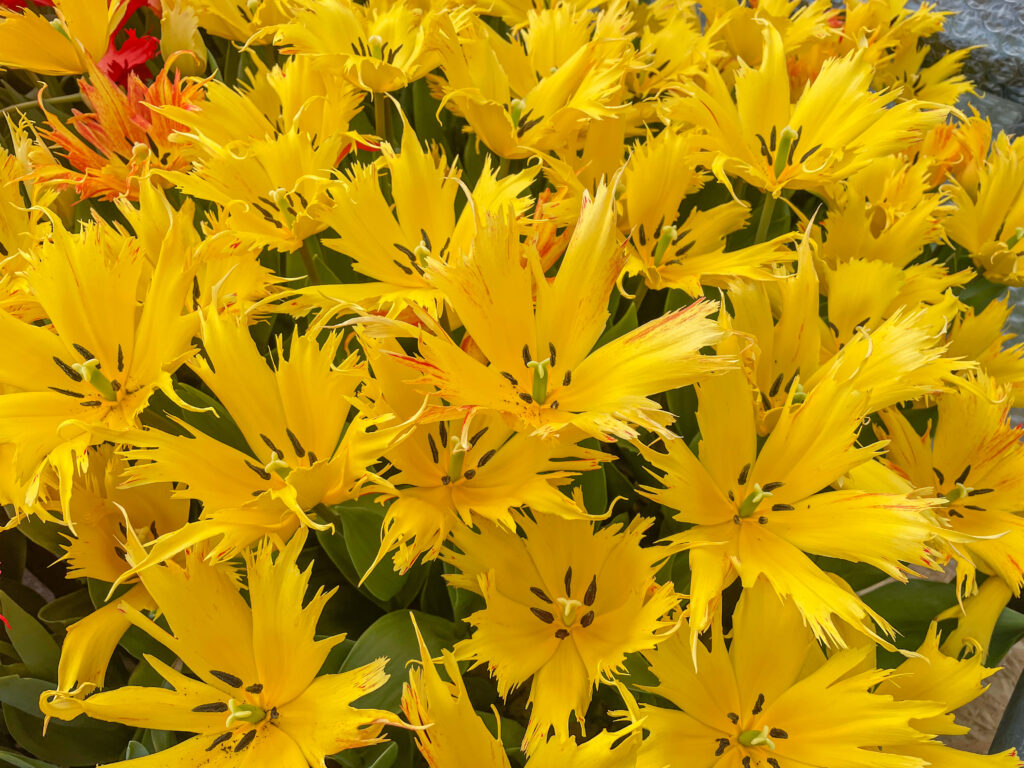 Sunny Leo tulips splayed open