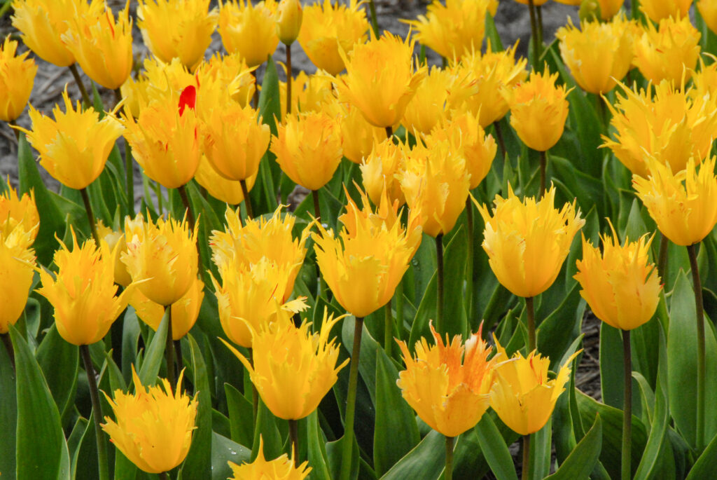 Sunny Leo tulips planted in a large group