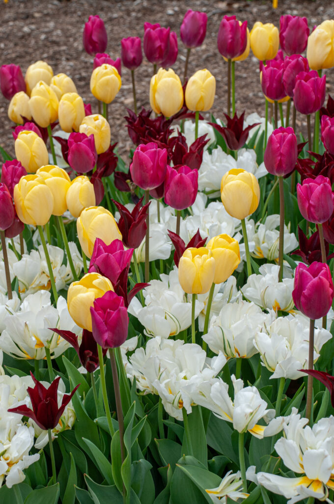 Brigitte tulip blend planted closely together