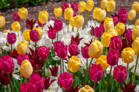 Brigitte tulip blend in bright sunlight