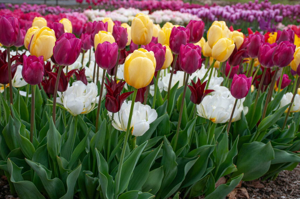 Brigitte tulip blend with pink and white tulips in the distant background