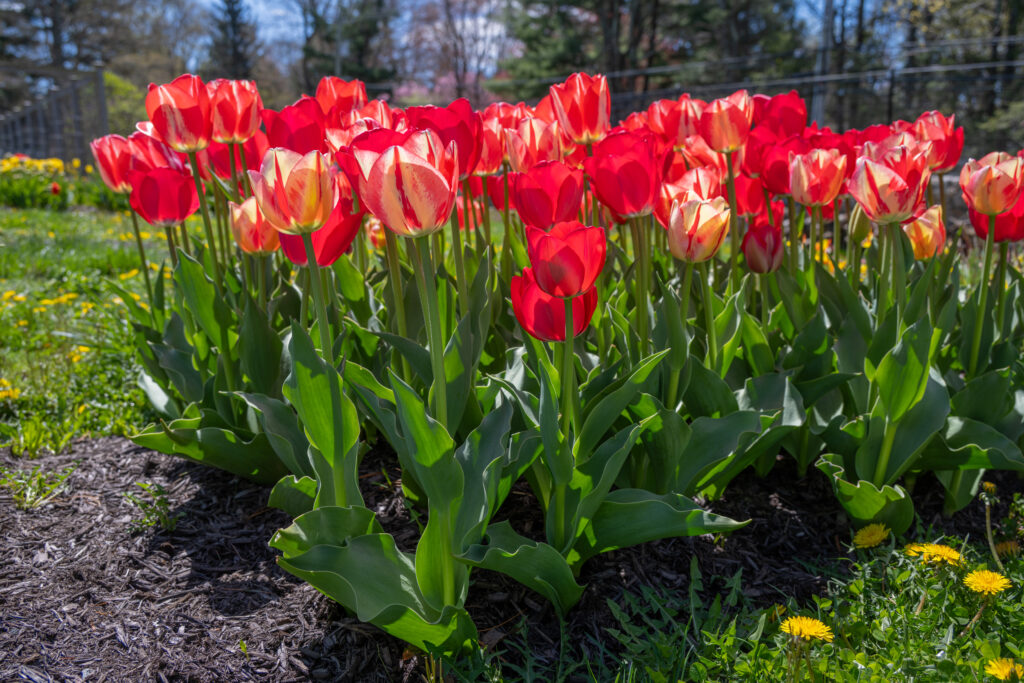 Modern Vintage Tulip Blend with dandelions in the front right