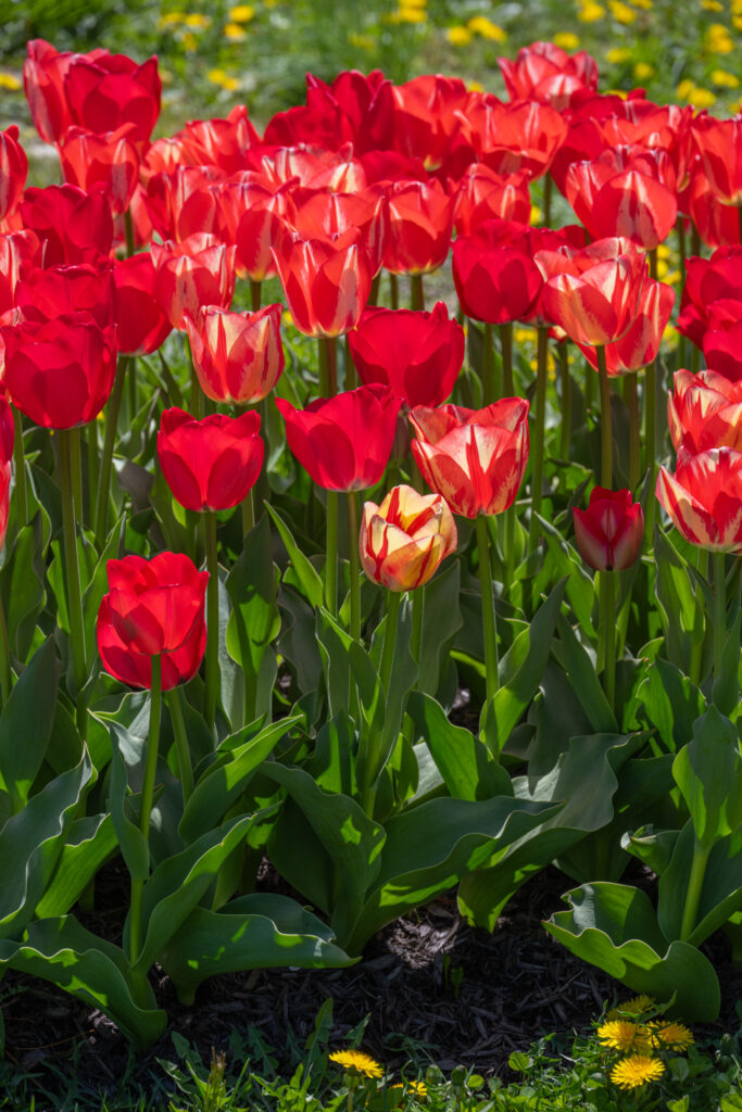 Modern Vintage Tulip Blend in bright sunlight