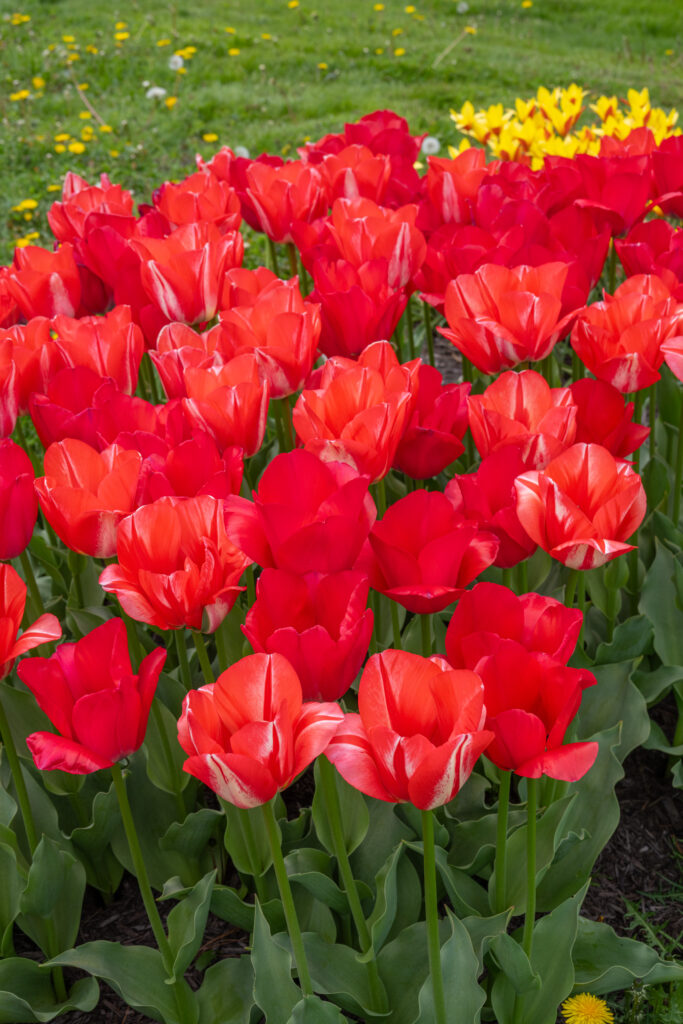 Modern Vintage Tulip Blend in soft sunlight with yellow flowers in the background