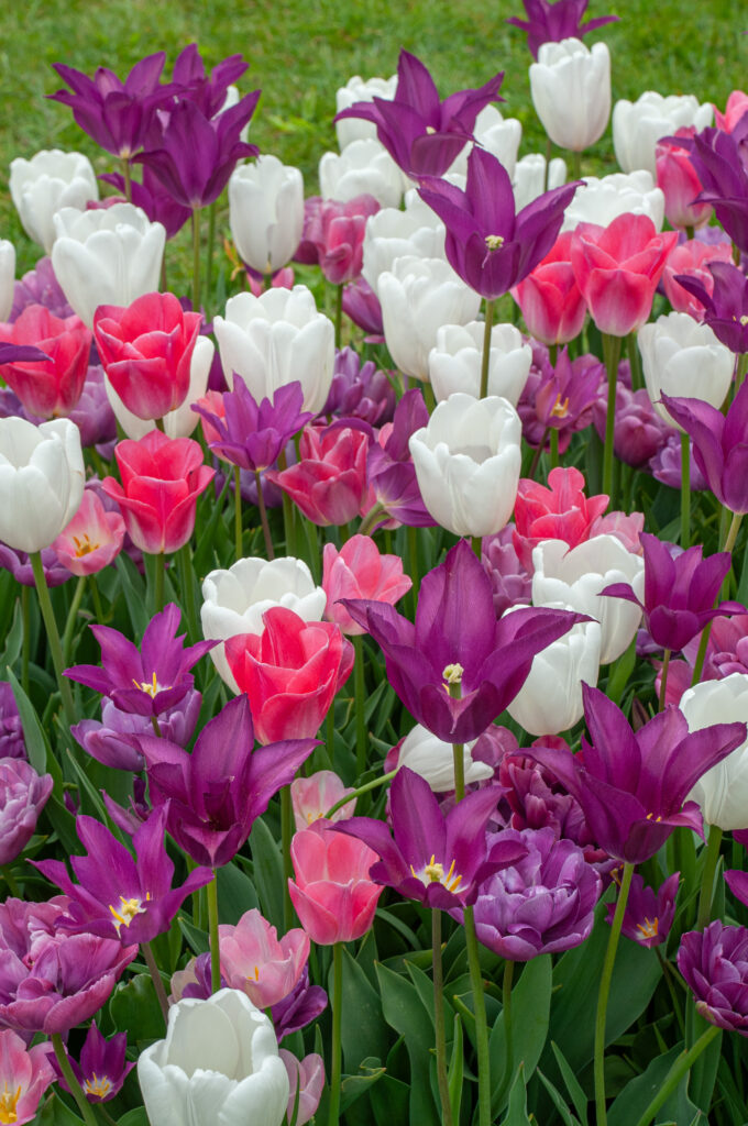 Toot Sweet tulip blend with flowers slightly open