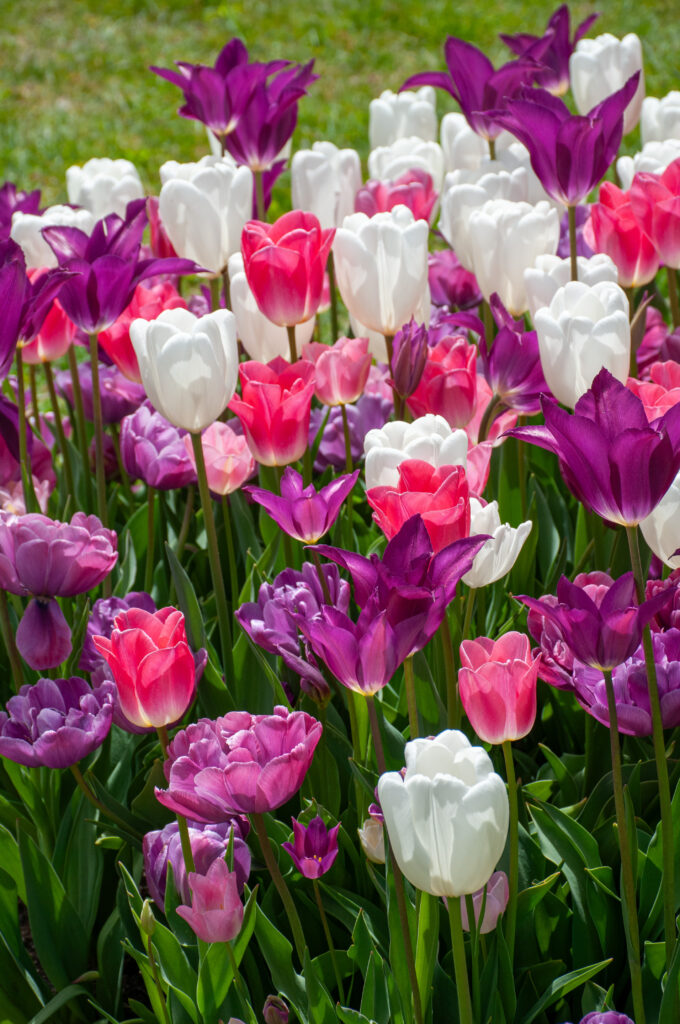 Toot Sweet tulip blend in bright sunlight