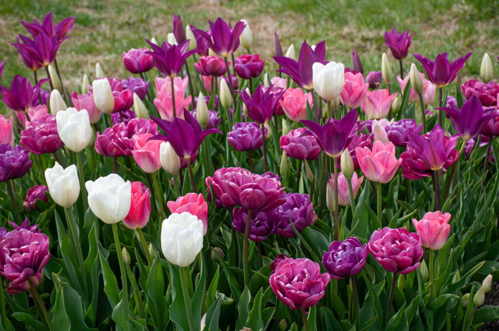 Toot Sweet tulip blend with some flowers yet to bloom