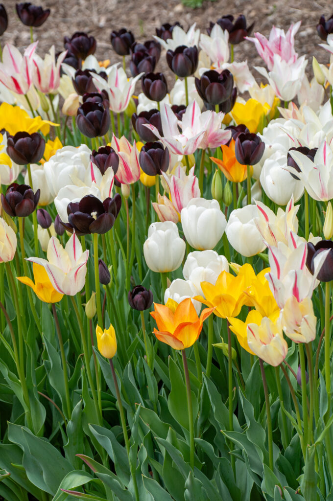 Piccadilly Tulip Blend in soft sunlight