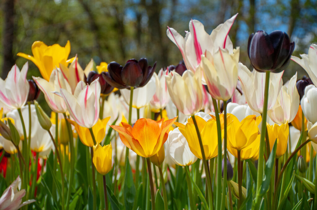 Piccadilly Tulip Blend in bright sunlight