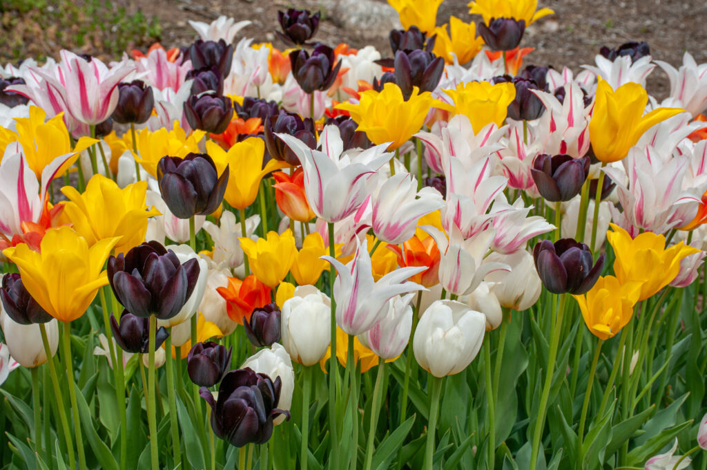 Piccadilly Tulip Blend planted closely together