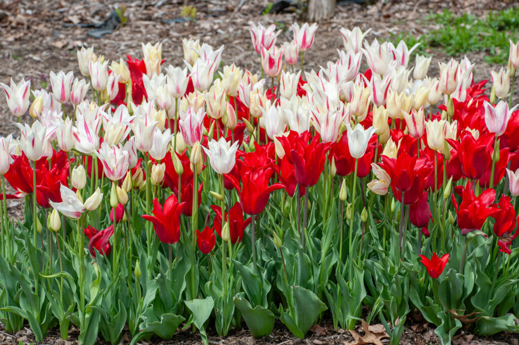 Corazon tulip blend planted closely together