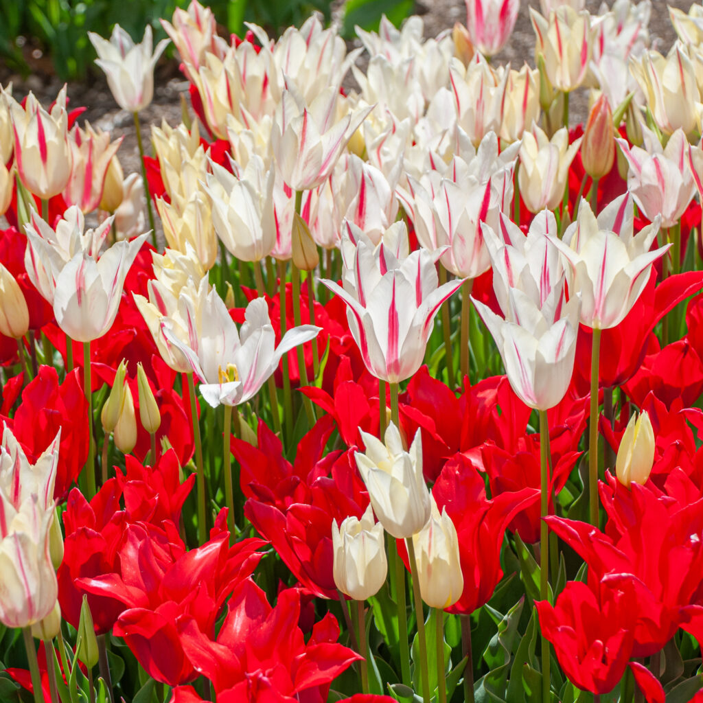 Corazon tulip blend with the striped white above and red below