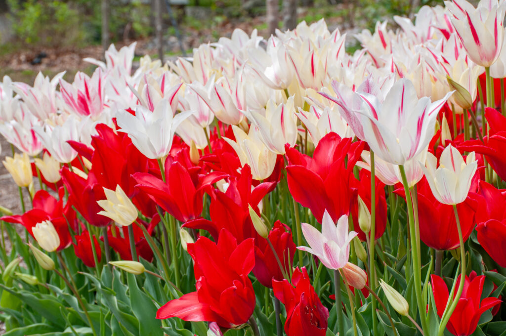 Corazon tulip blend in bright sunlight