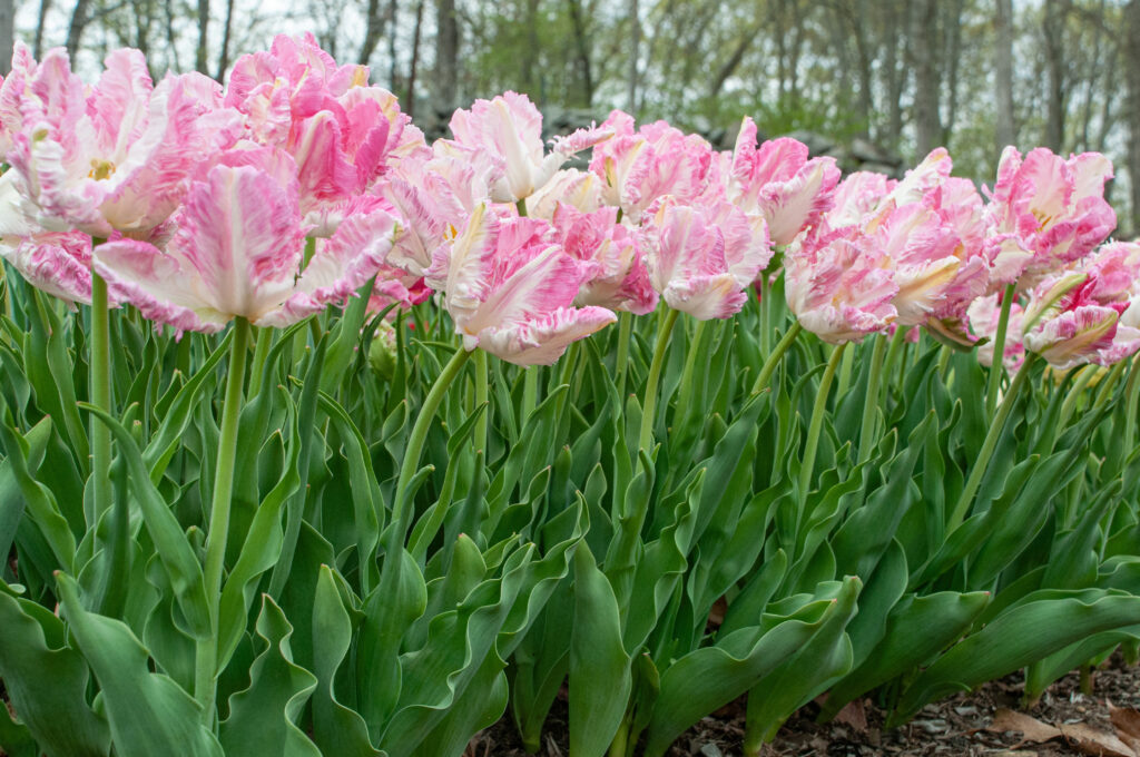 Cabanna tulips bending slightly in the wind