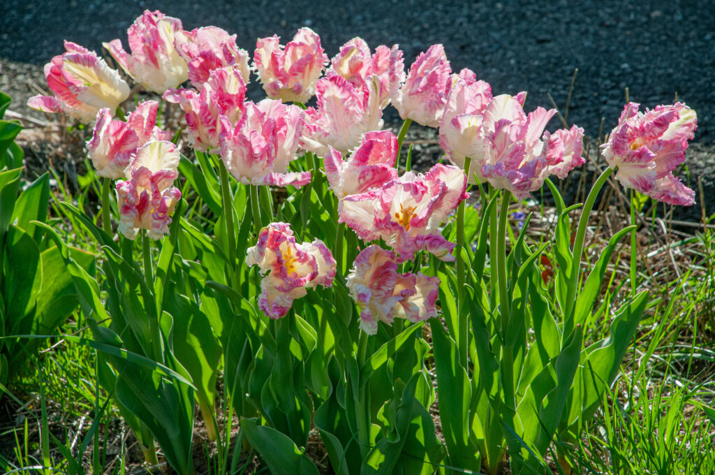 Cabanna tulips in bright sunlight and leaning in the wind