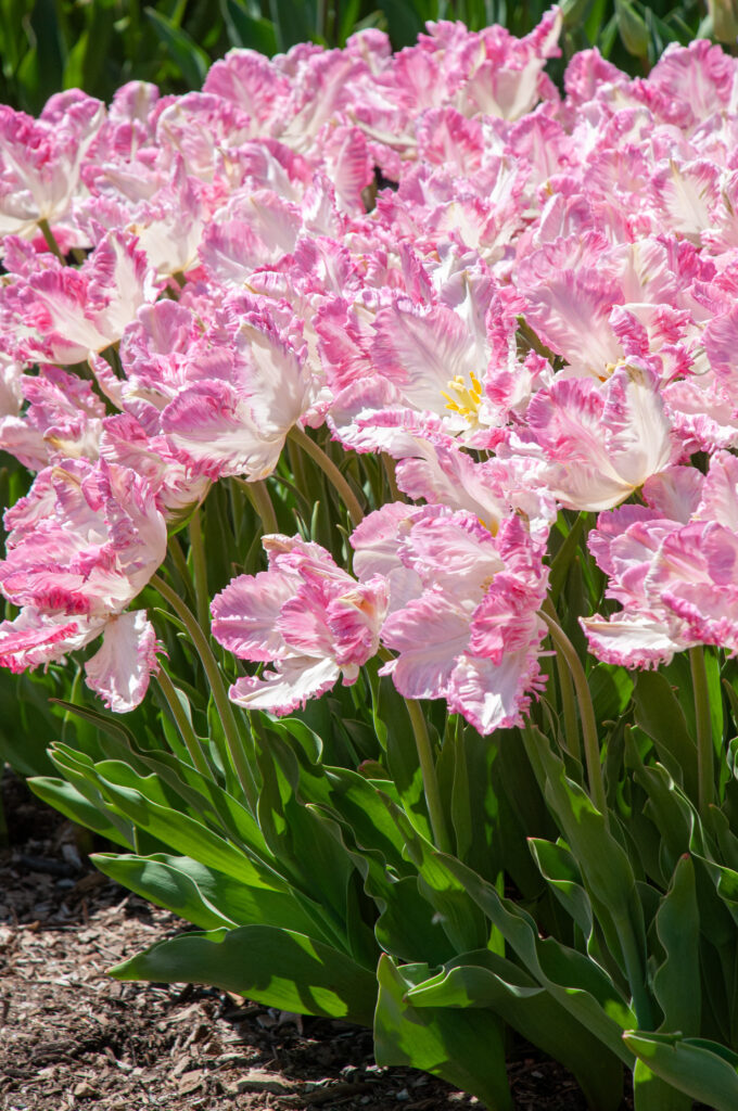 Cabanna tulips open in bright sunlight