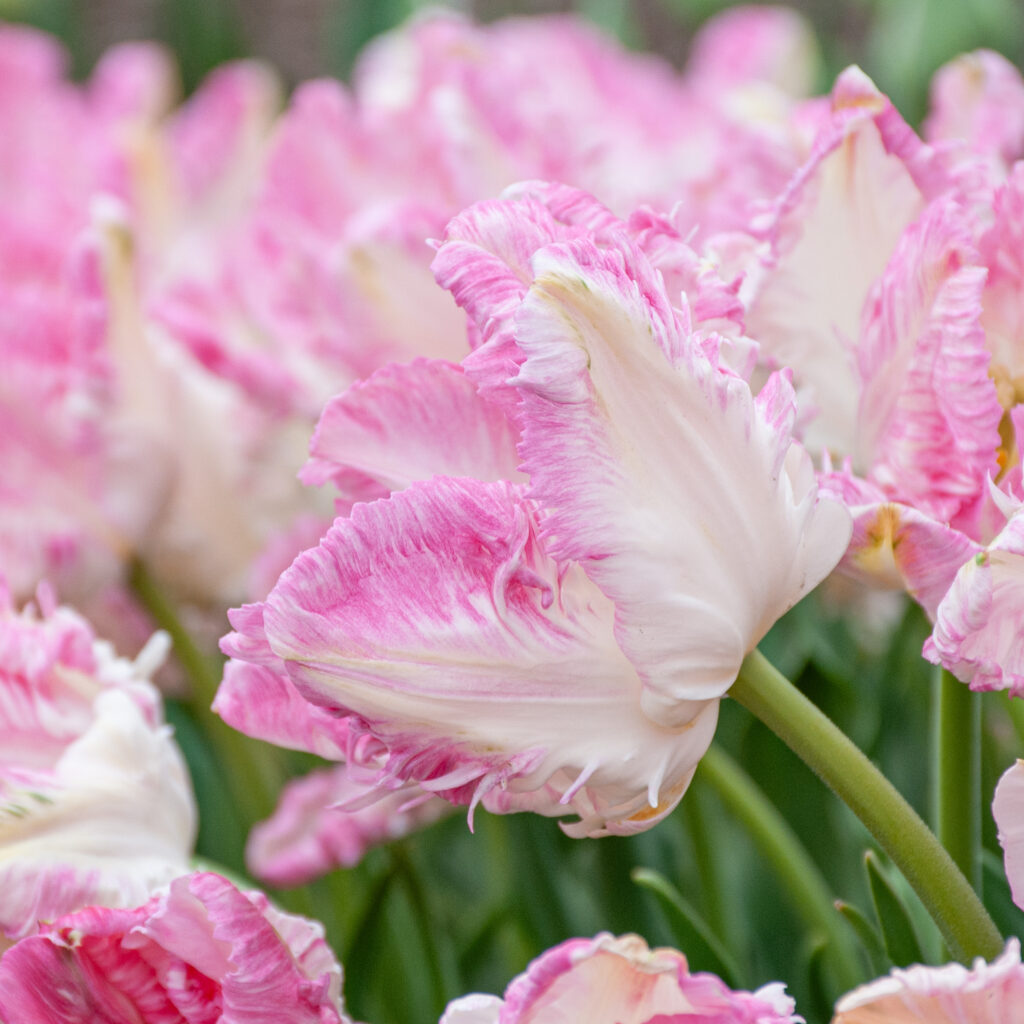 Cabanna tulips with ruffled feathers in a close-up square crop